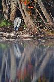 Heron Beside The River_51777